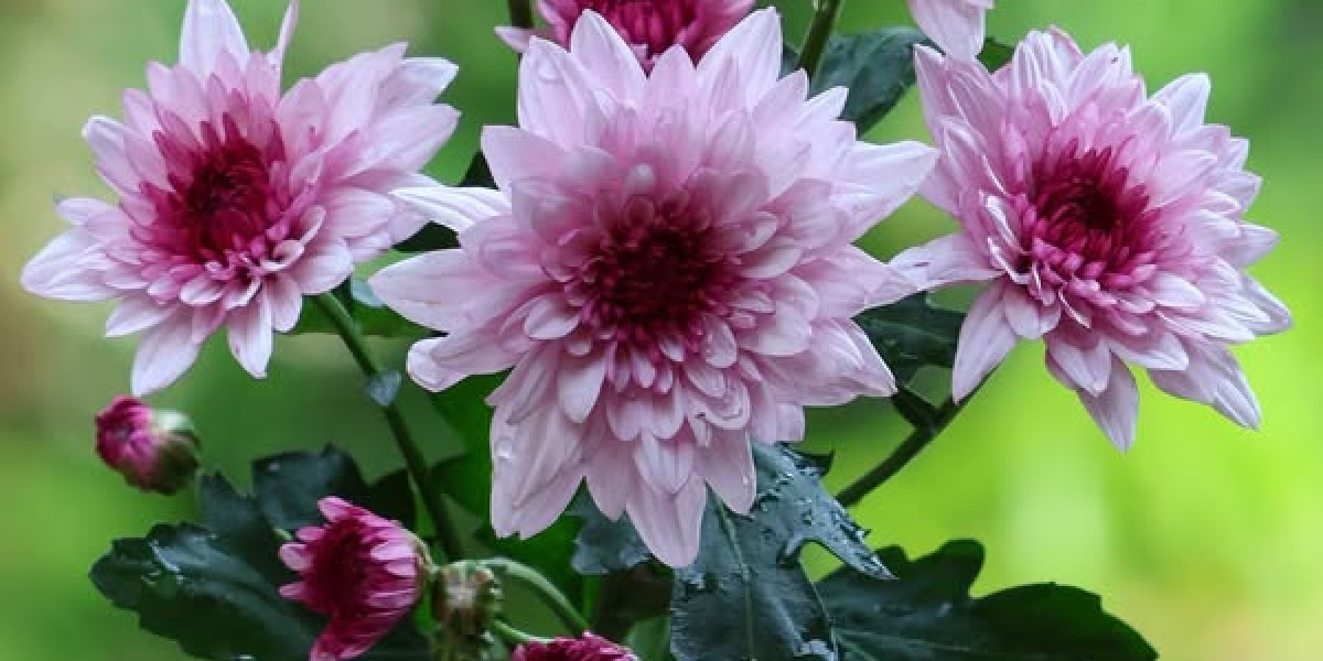 Graham Ashcraft competing for destination within just Reds commencing rotation